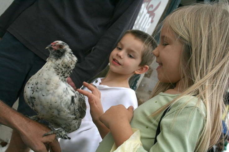 Chickens make great pets for children as well as providing eggs, fertiliser and pest control in the garden