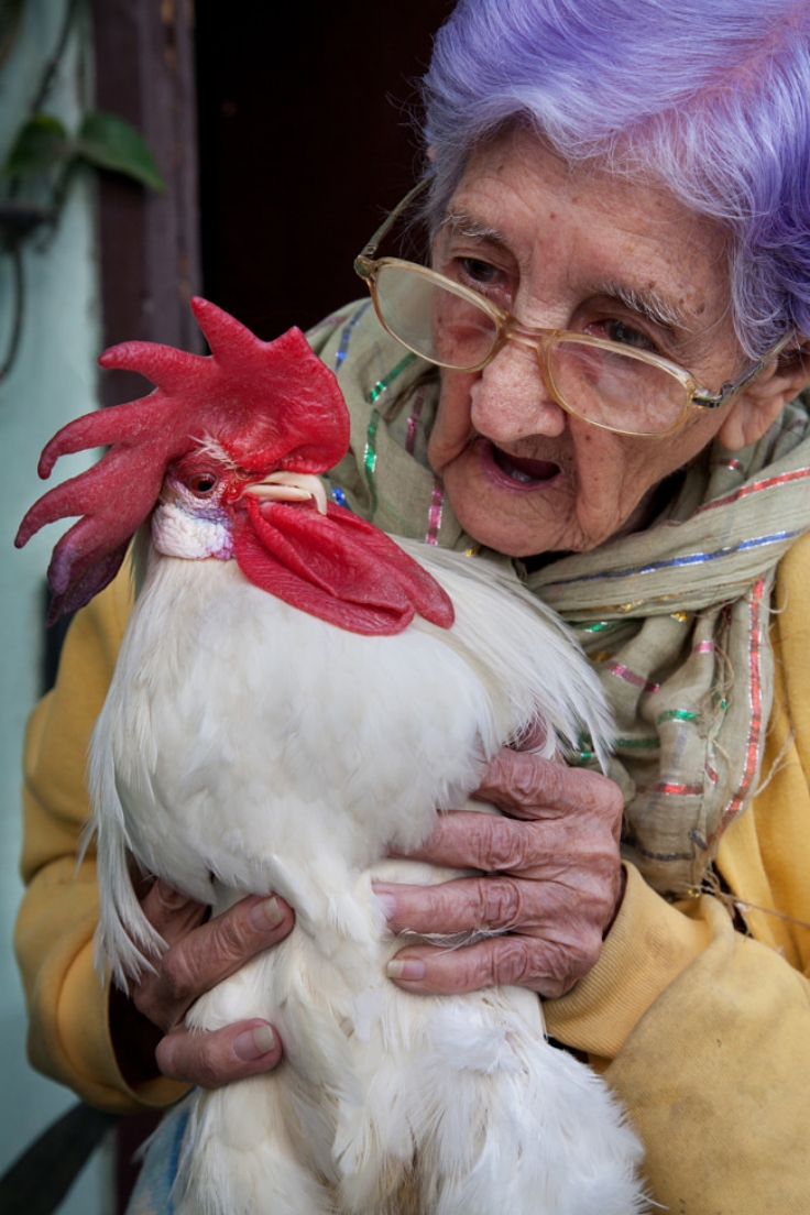 Chickens are one of few pets that can be enjoyed by all the generations in a family