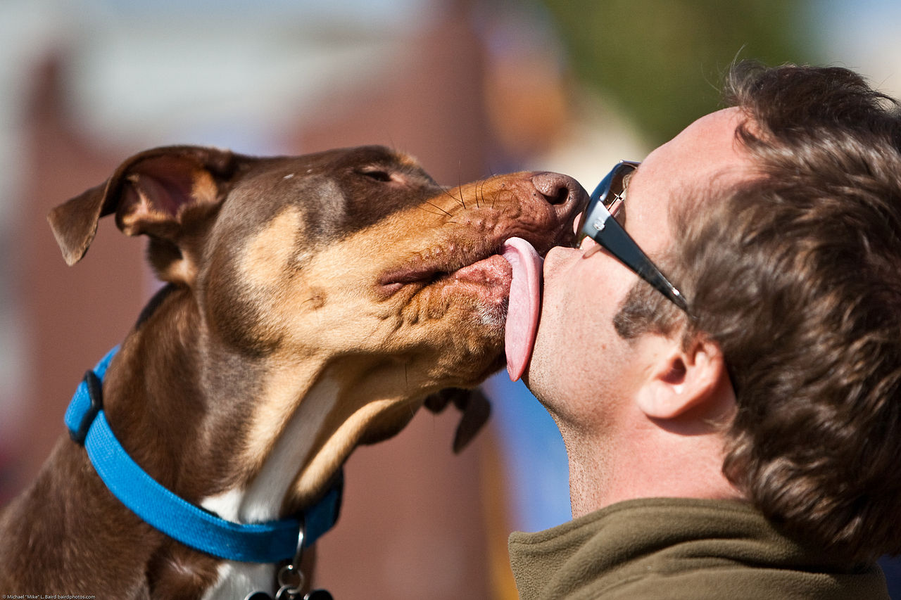 Many dogs have bad breath which prevents close encounters with them