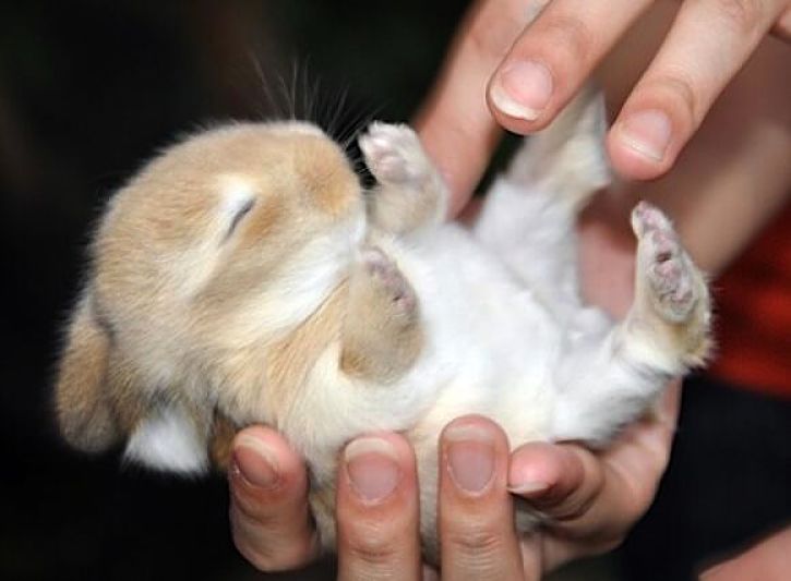 Small rabbits love attention