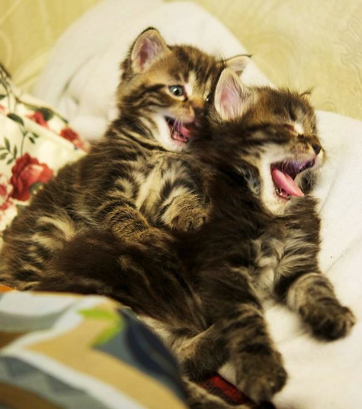 Kittens laugh among themselves