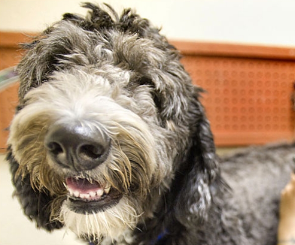 Dogs love fun and games and smile in response