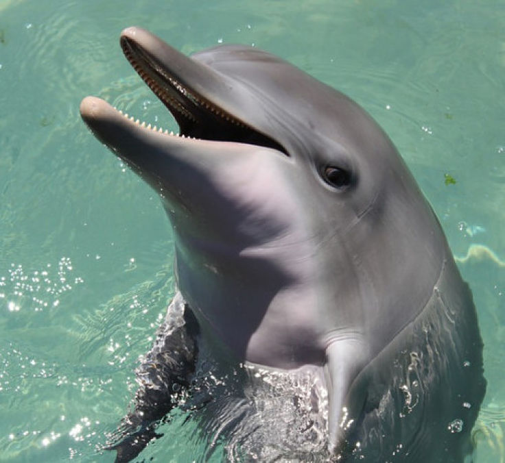 Dolphins enjoy a good chuckle and seem to love life and enjoy showing it