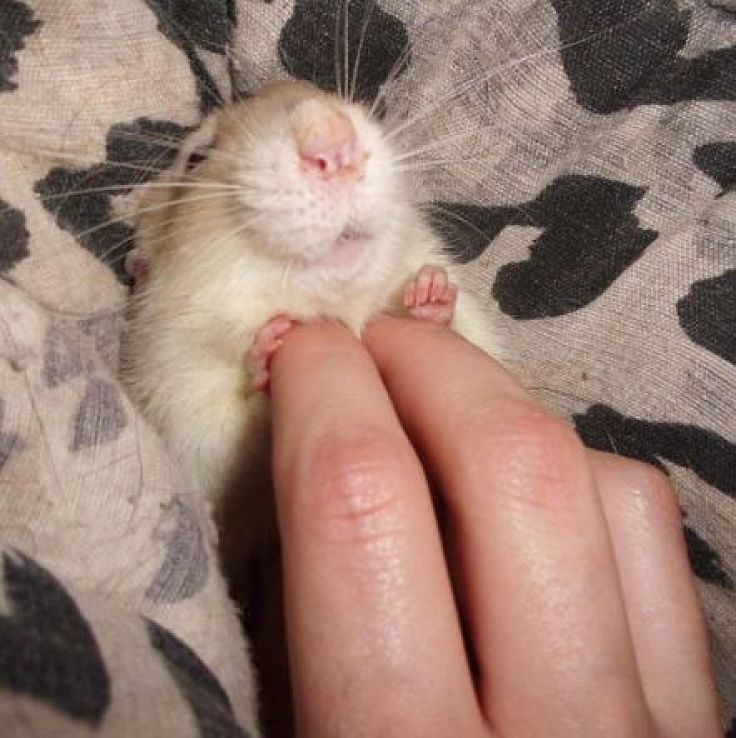 Even rats and Guinea Pigs enjoy a good chuckle