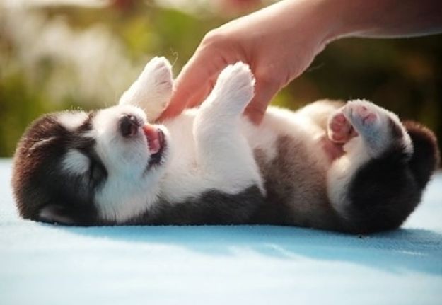 Puppies love a good tickle and smile in response