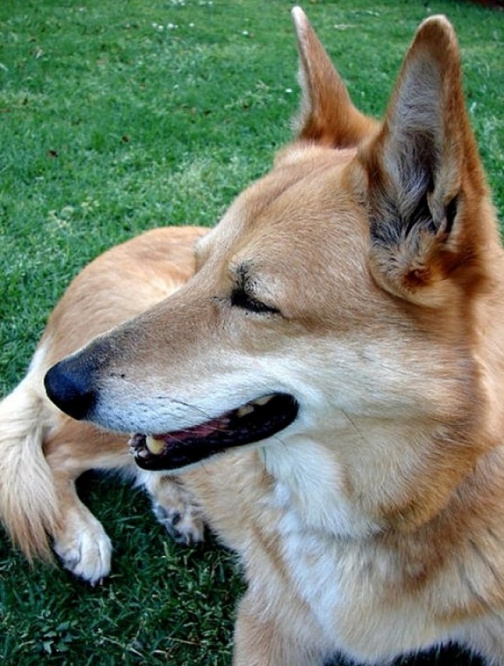 Surely this dog is laughing and smiling