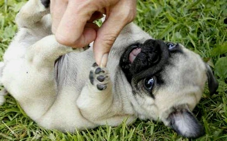 Puppies just love to be tickled