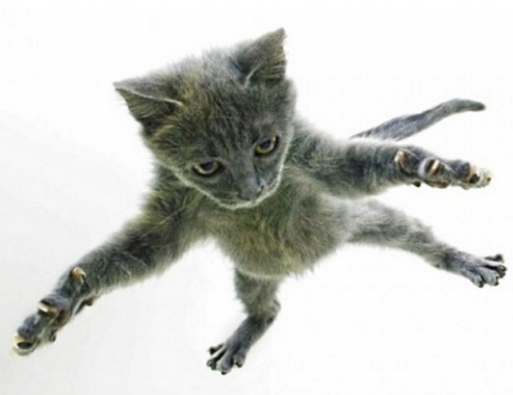 The free falling kitten flying by instinct