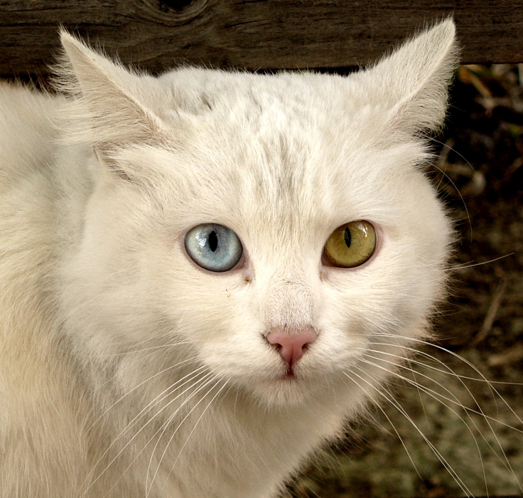 Cat eyes and expressions can often be read as signs your cat is in pain