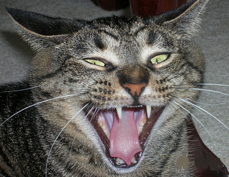 Cats that are in extreme pain can become aggressive