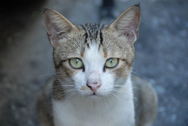 Cats can recognise their owners voice