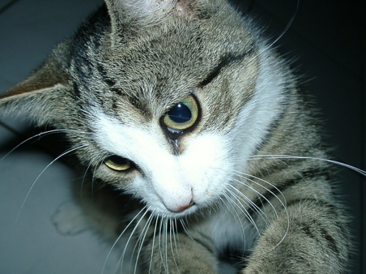 Cats use subtle responses that show their recognise their owners voic