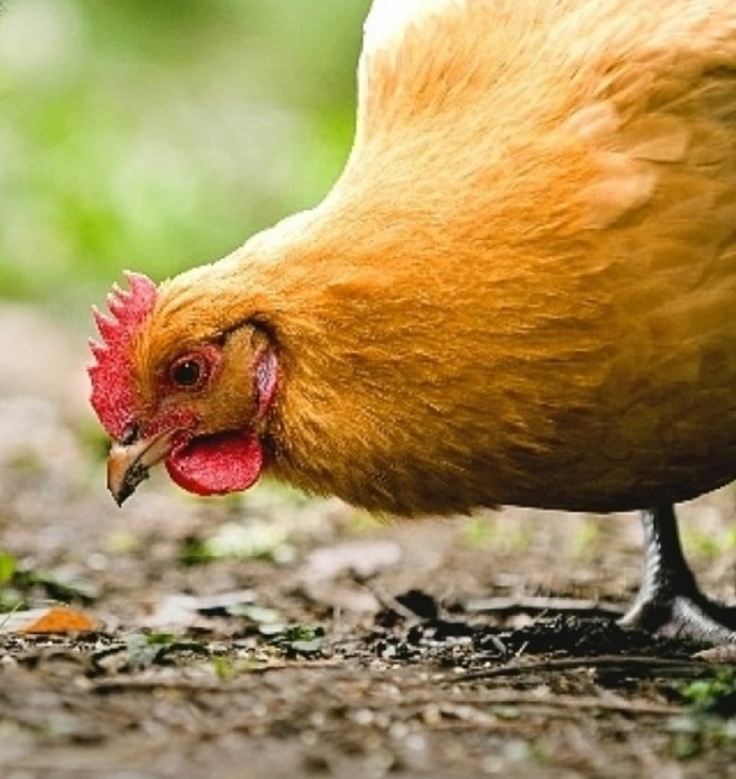 Chickens are wonderful pets that provide eggs and other functions for families