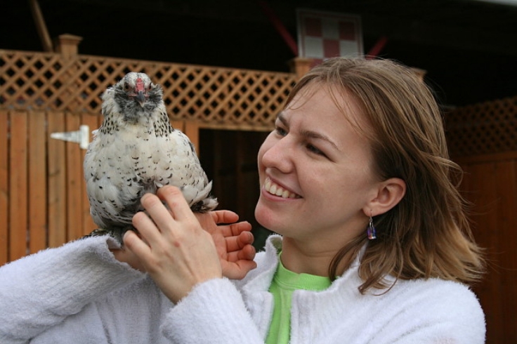 Many adults enjoy raising chickens as productive pets that are easy to care for