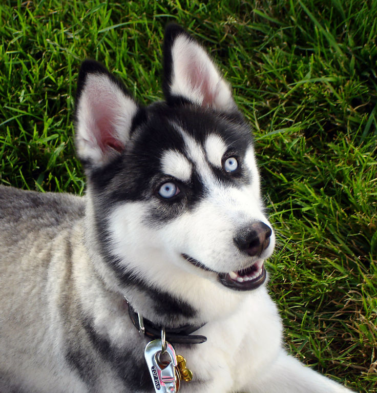 Look into my eyes. Many dogs have very powerful eyes that seem to burn into your brain with suggestions and queries