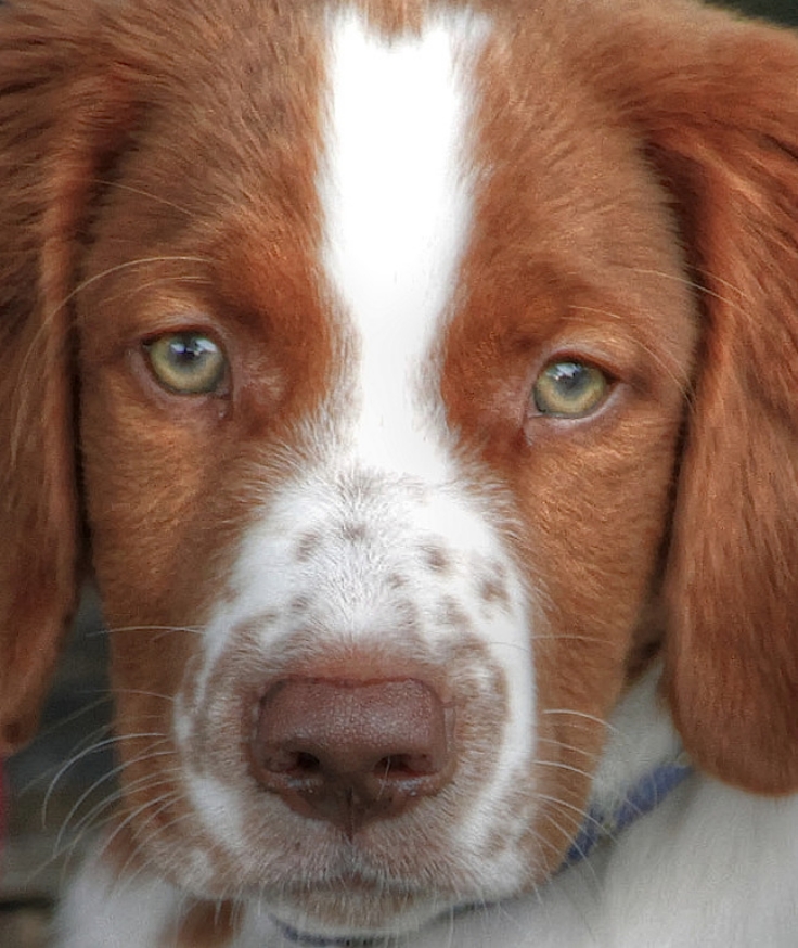 Look into my eyes. Many dogs have very powerful eyes that seem to burn into your brain with suggestions and queries