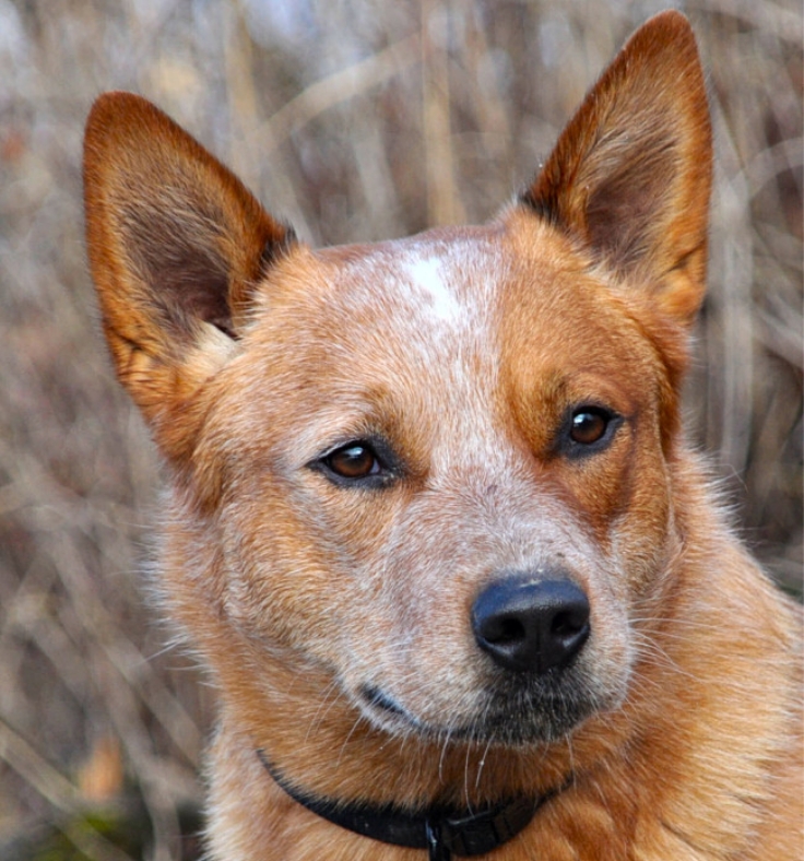 Some breed are more intelligent and perceptive than others. The Australian cattle dog is one of the smartest