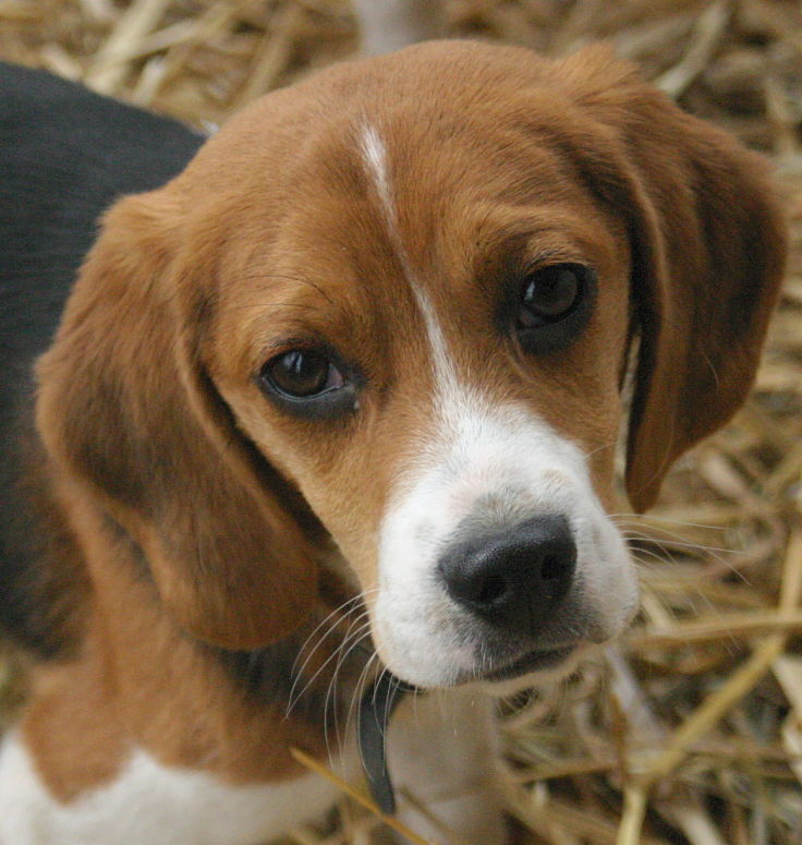 Beagles tend to have a moderate lifespan, a little less than cross-breeds at the same size and weight 