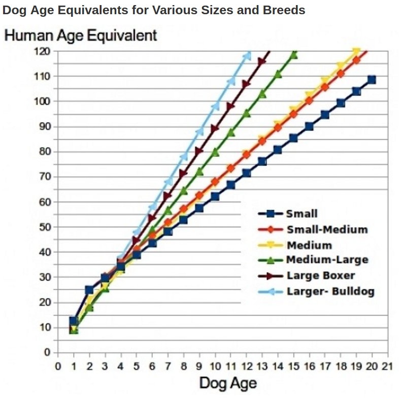 how do small dogs age