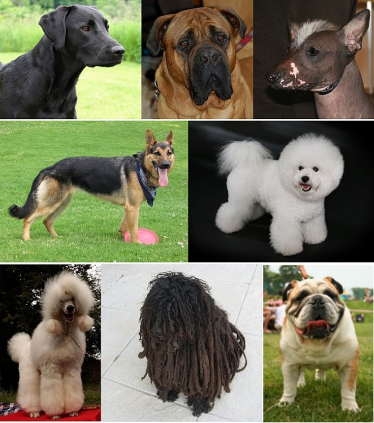 Selective breeding has created a high variety of dog breeds