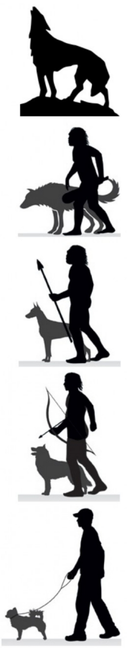 Dog Evolution