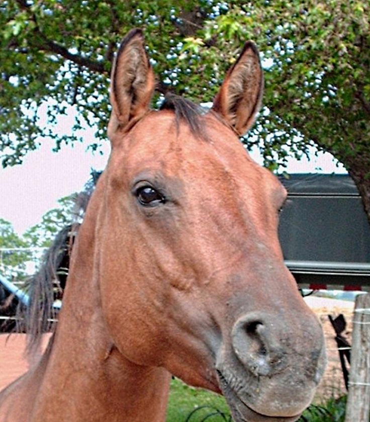 Horses use combinations of muscle pulls to create an array of facial expressions to communicate with other horses. Learn to read these facial codes.