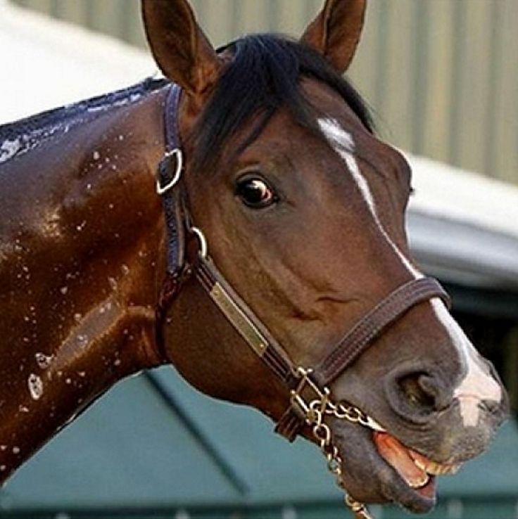 Horses may react to your moods and feelings. They can read your facial expressions and body language