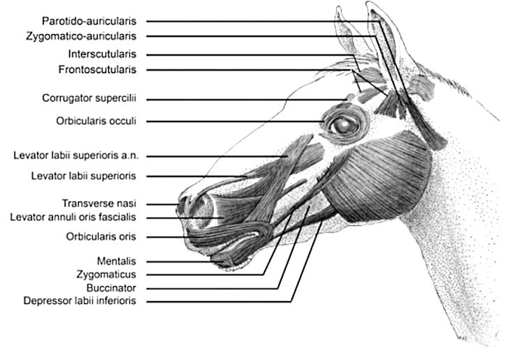 Facial muscles horses use to communicate their feelings and signals to other horses