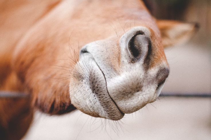 Learn what horse face expressions mean