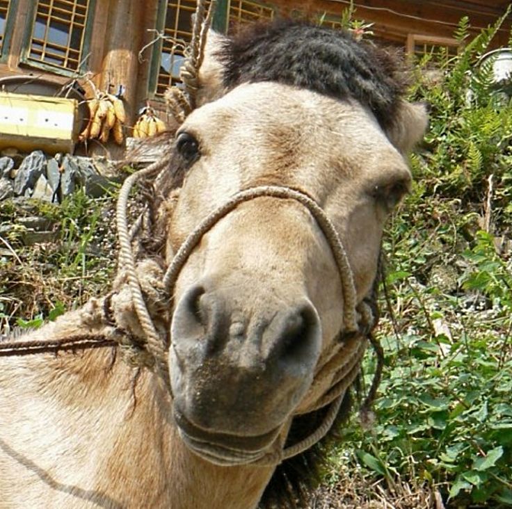 Many of the facial expressions of horses are similar to those used by humans