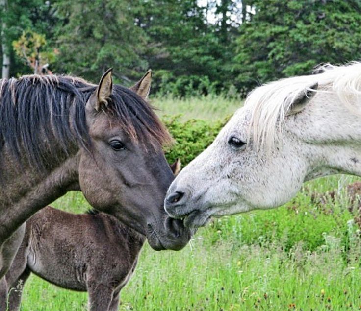 Body language and facial expressions are used as a language by horses