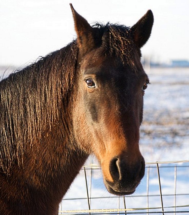Learn to read how your horse is feeling by understanding their facial expressions