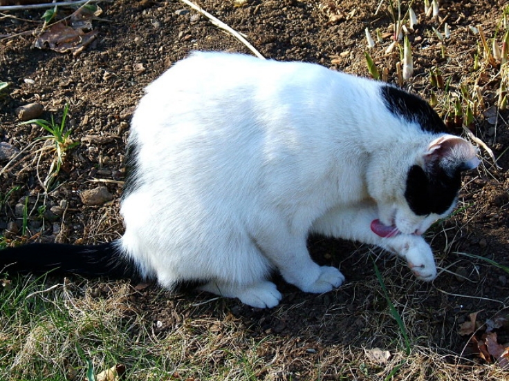 Cats purr when they lick their paws. Gorillas and many large animals purr - imagine that!