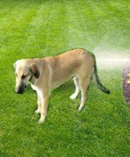Sprays and sprinklers linked to motion detectors can be very effective in repelling dogs from the garden. Dogs are smart - they soon learn to stay away.