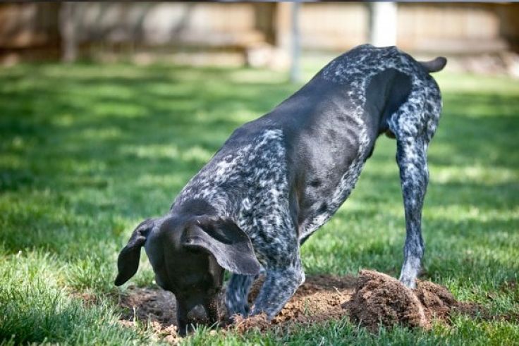 Dogs can be very destructive for gardens and lawns. Discover some simple remedies to keep stray dogs and your own dog away from garden areas