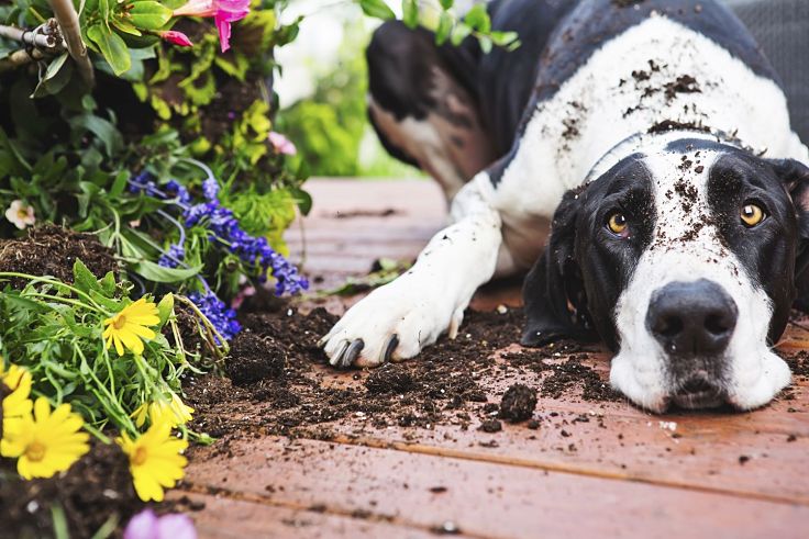 Sometimes it is very tough to keep a large dog that can jump out of your garden