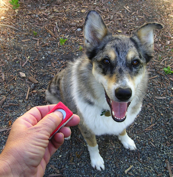Clickers are an effective tool for training your dog