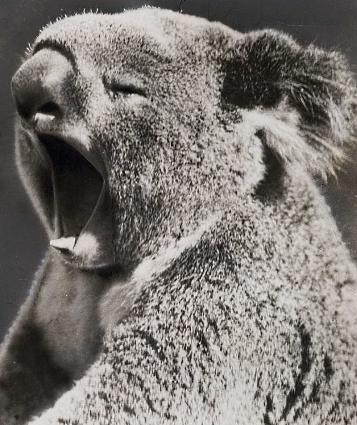 A lovely Koala Yawn