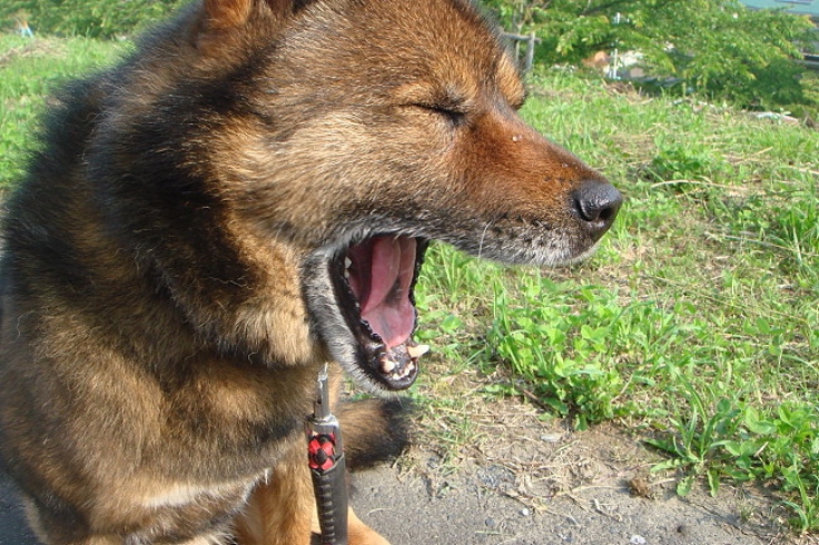 You can may a dog yawn even by faking it