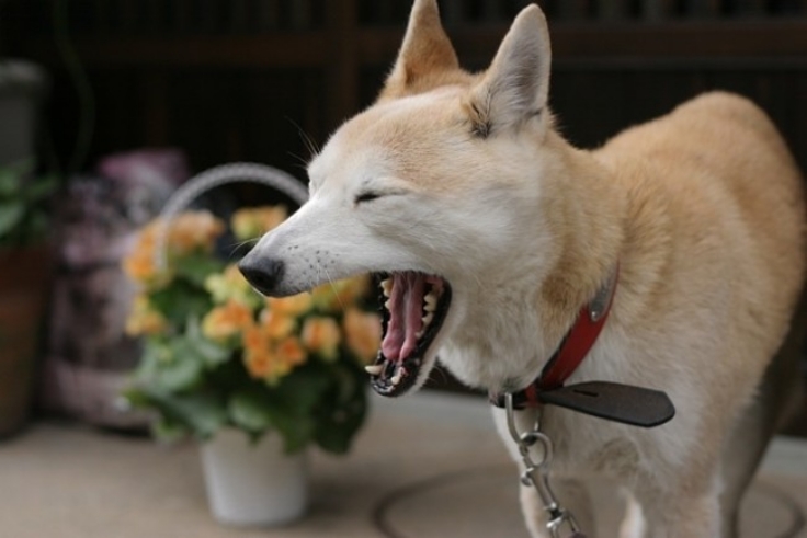 Dogs imitate humans, even to the extent of following a human when they yawn, especially their owners