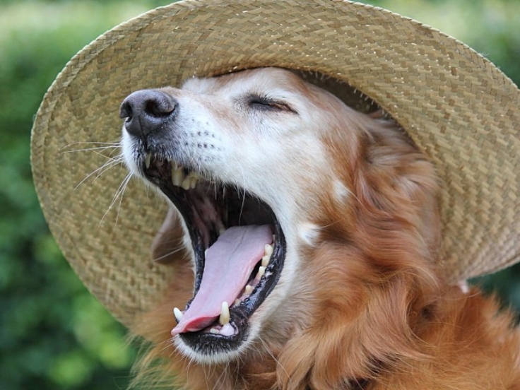 Both yawns and laughs are contagious between humans, dogs and other animals